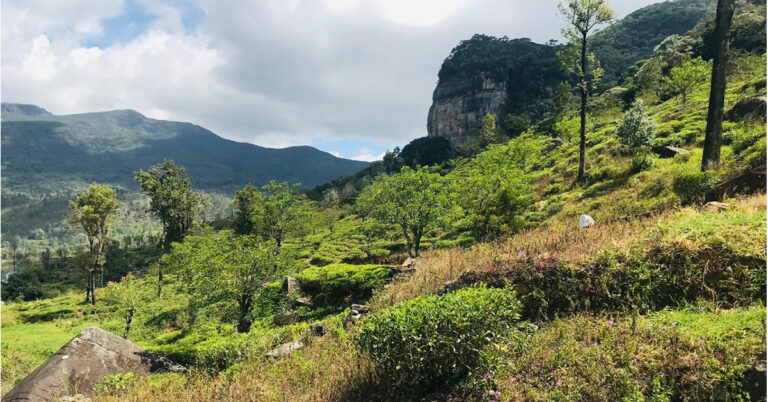 A Warm Cup of Sri Lankan Tea Culture